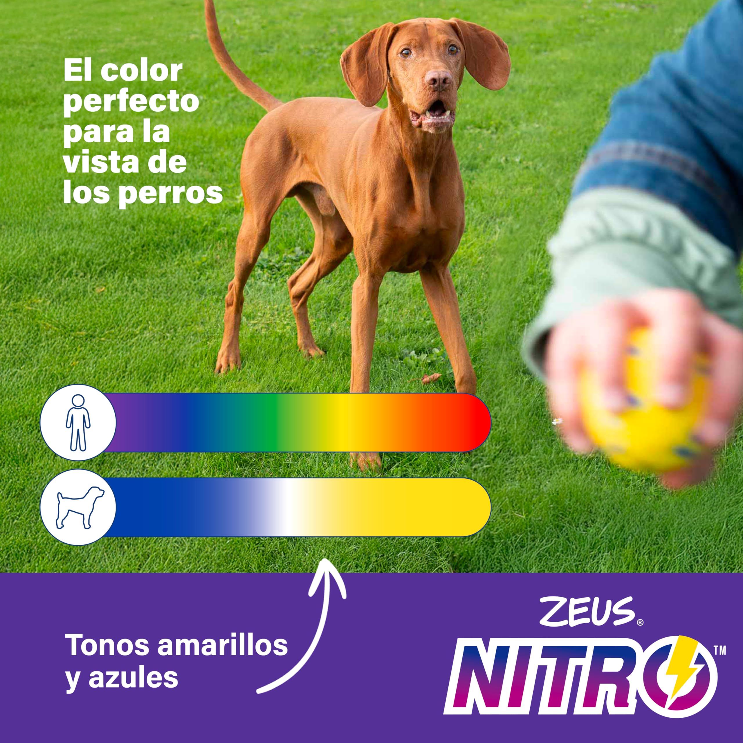 Zeus Disco Ligero y Resistente para Perros Nitro, 24 cm diámetro