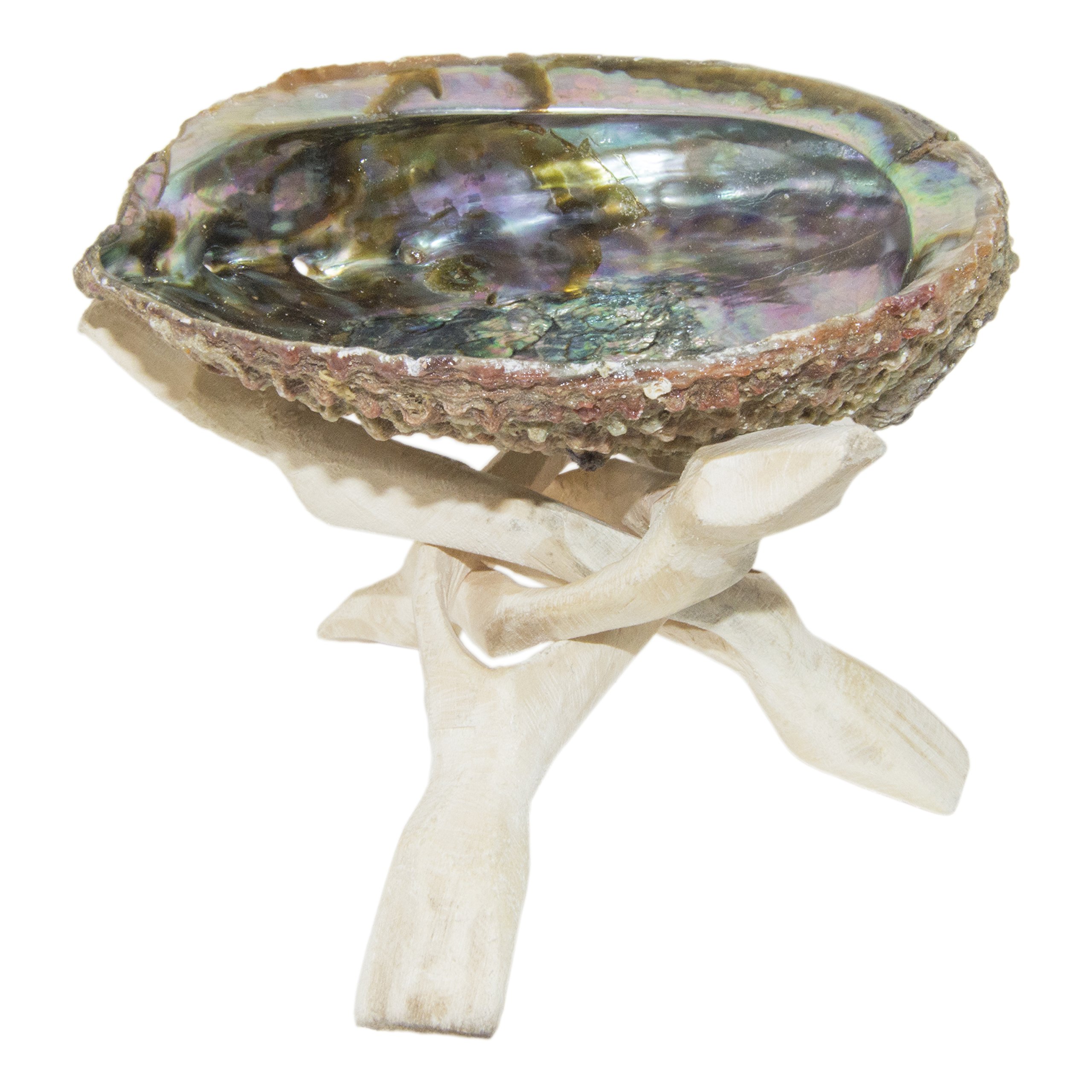SciencePurchase Abalone Shell & Wooden Tripod for Incense Burning & Smudging 78ABSTRI, 6"
