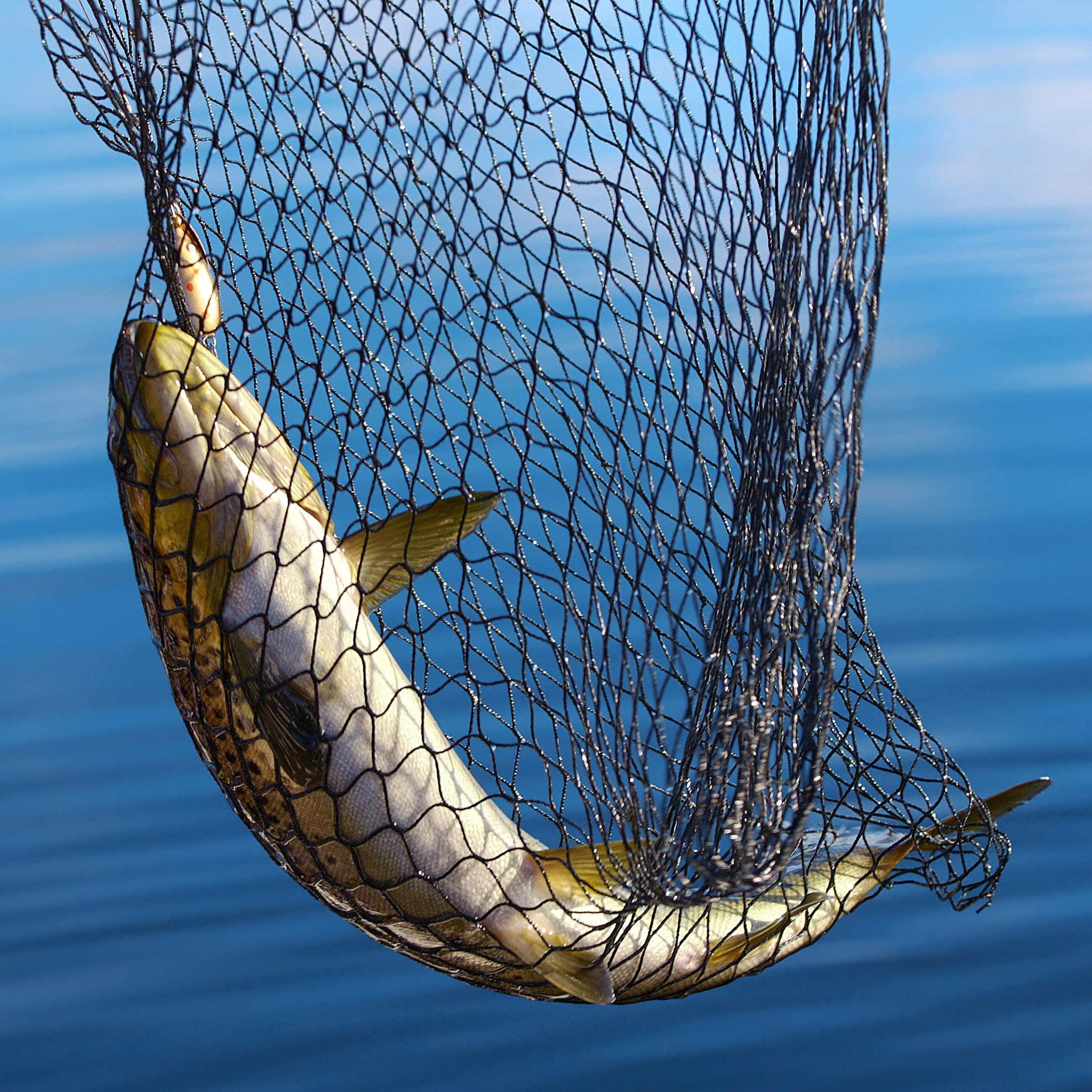 bluewater net fishing products Wakeman with Telescoping Handle- Collapsible and Adjustable Landing Net with Corrosion Resistant Handle and Carry Bag Outdoors (80”), Color:Pink/Chrome Fishing Hook SVG inch deep polyethylene netting Electric Fish Scaler Remover,