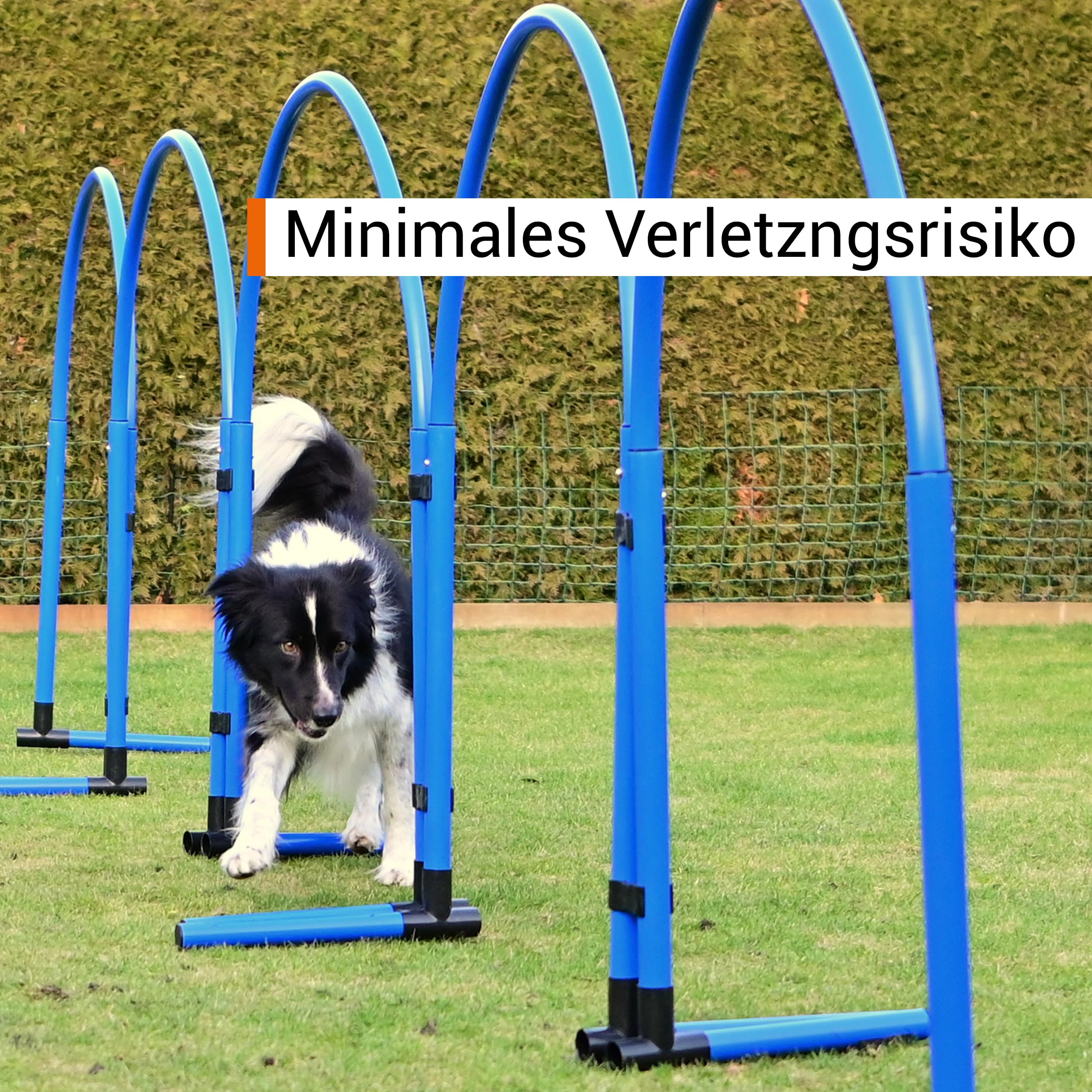 Hoopers Hoop – wetterfest, VDH-konform & farbig – mit Stecksystem für sicheres Hundetraining – aus robustem Kunststoff – Flexibler Hundesport-Reifen mit Stecksystem – Blau/Orange