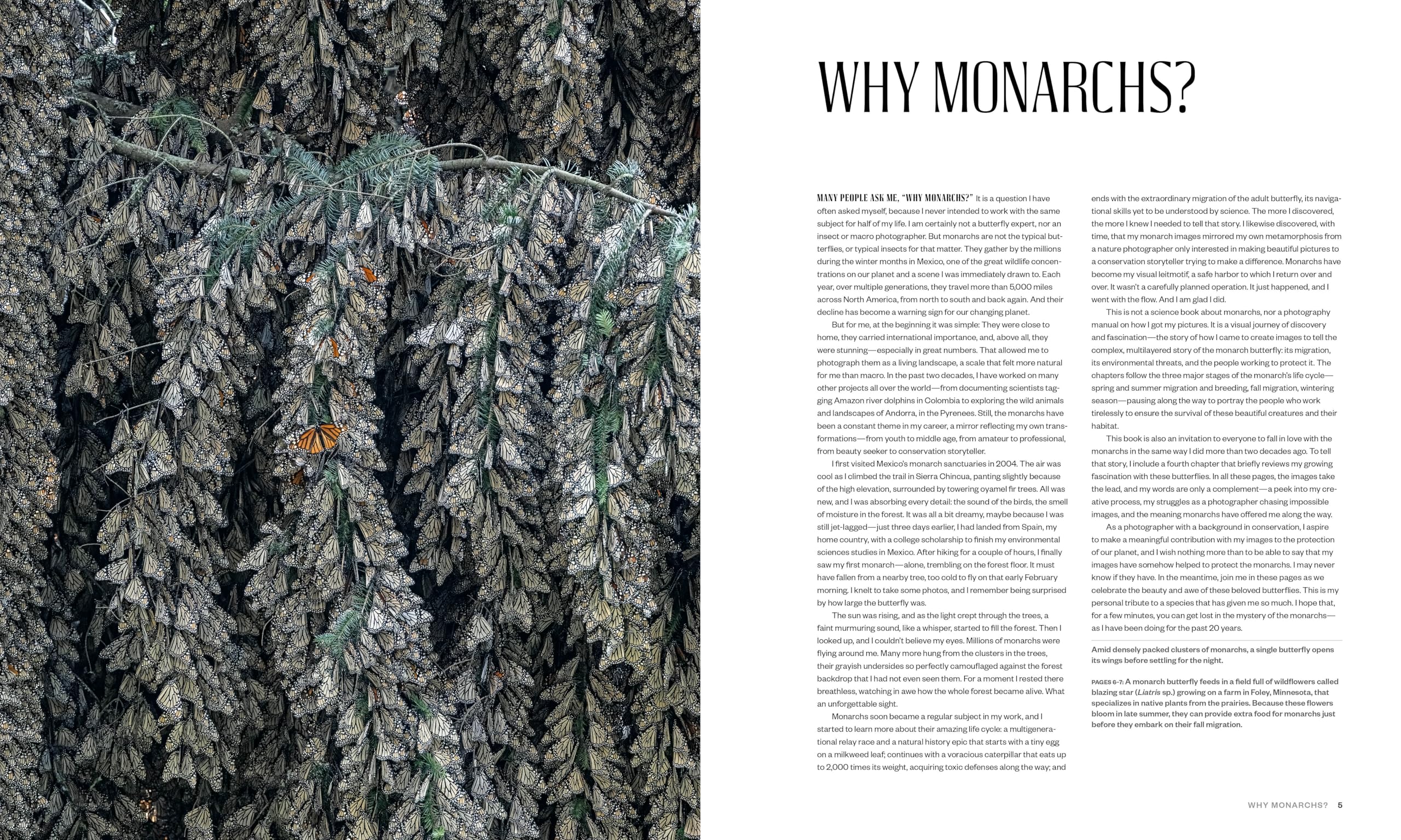 Monarchs