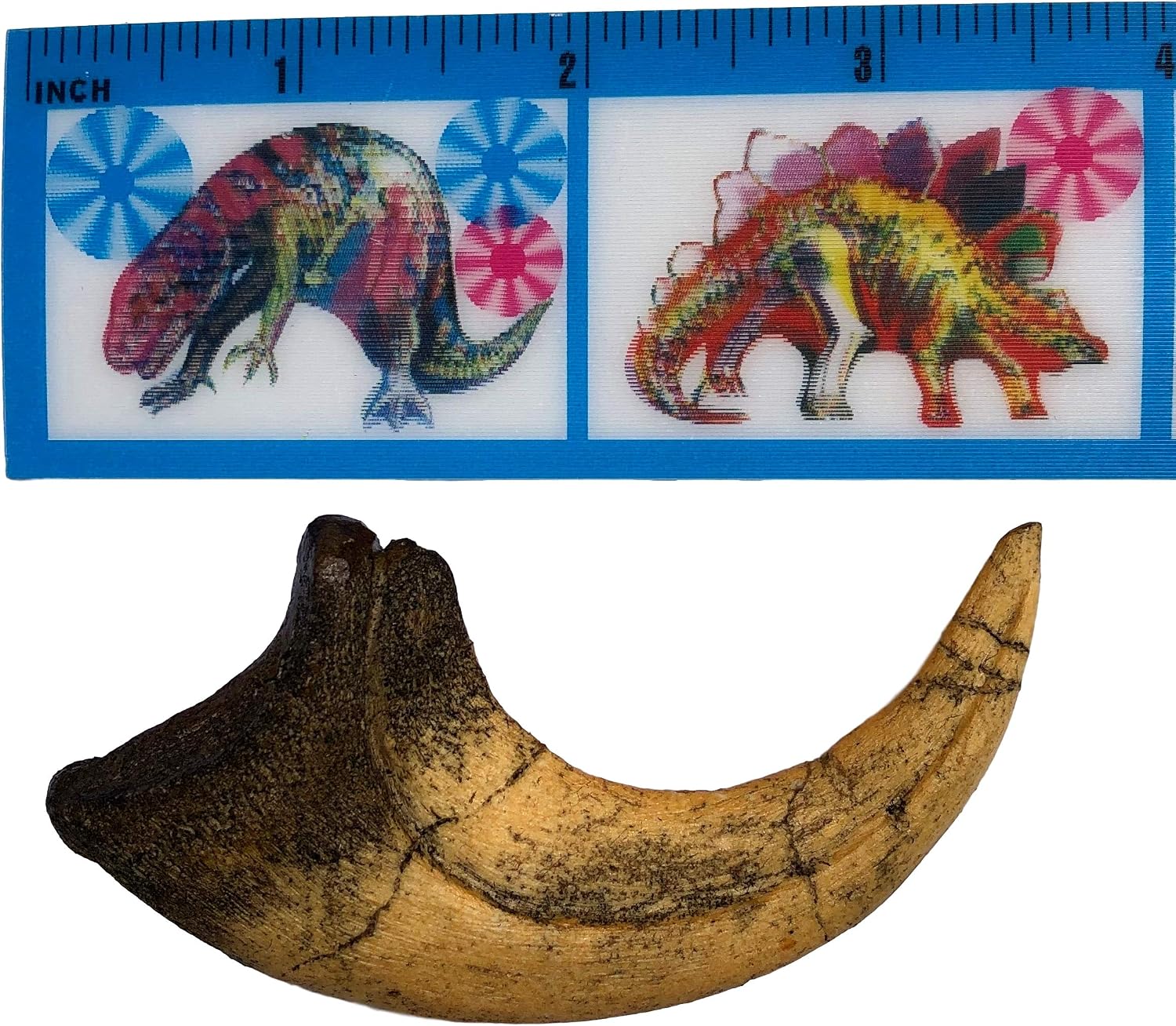 Deinonychus Raptor Dinosaur Claw Replica - Museum Quality Cast Fossil Specimen
