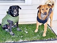 Vista 8 de DoggieLawn XL - Almohadillas desechables de hierba real para orina de cachorros, almohadilla para orina de pasto para perro, almohadilla para orinar