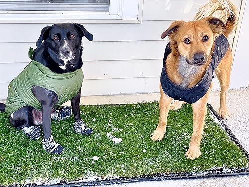 Miniatura 9 de DoggieLawn Orinal desechable para perros, césped real, XL (24 x 48 pulgadas con FlexTray)
