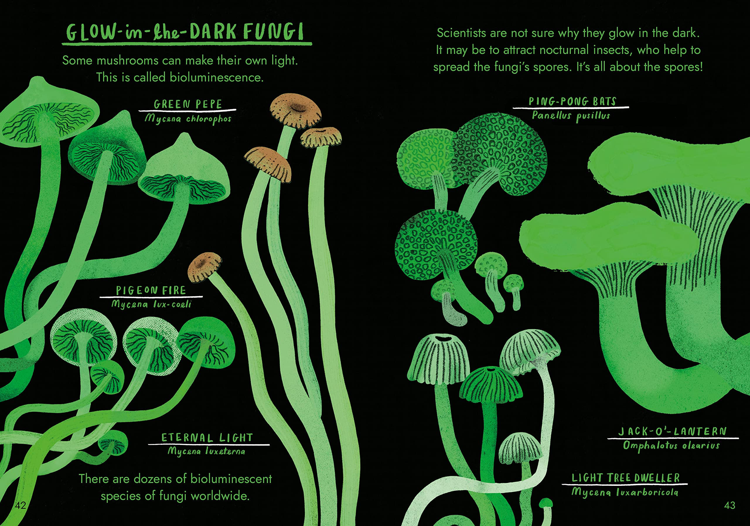 Hello Fungi A Little Guide to Nature /anglais