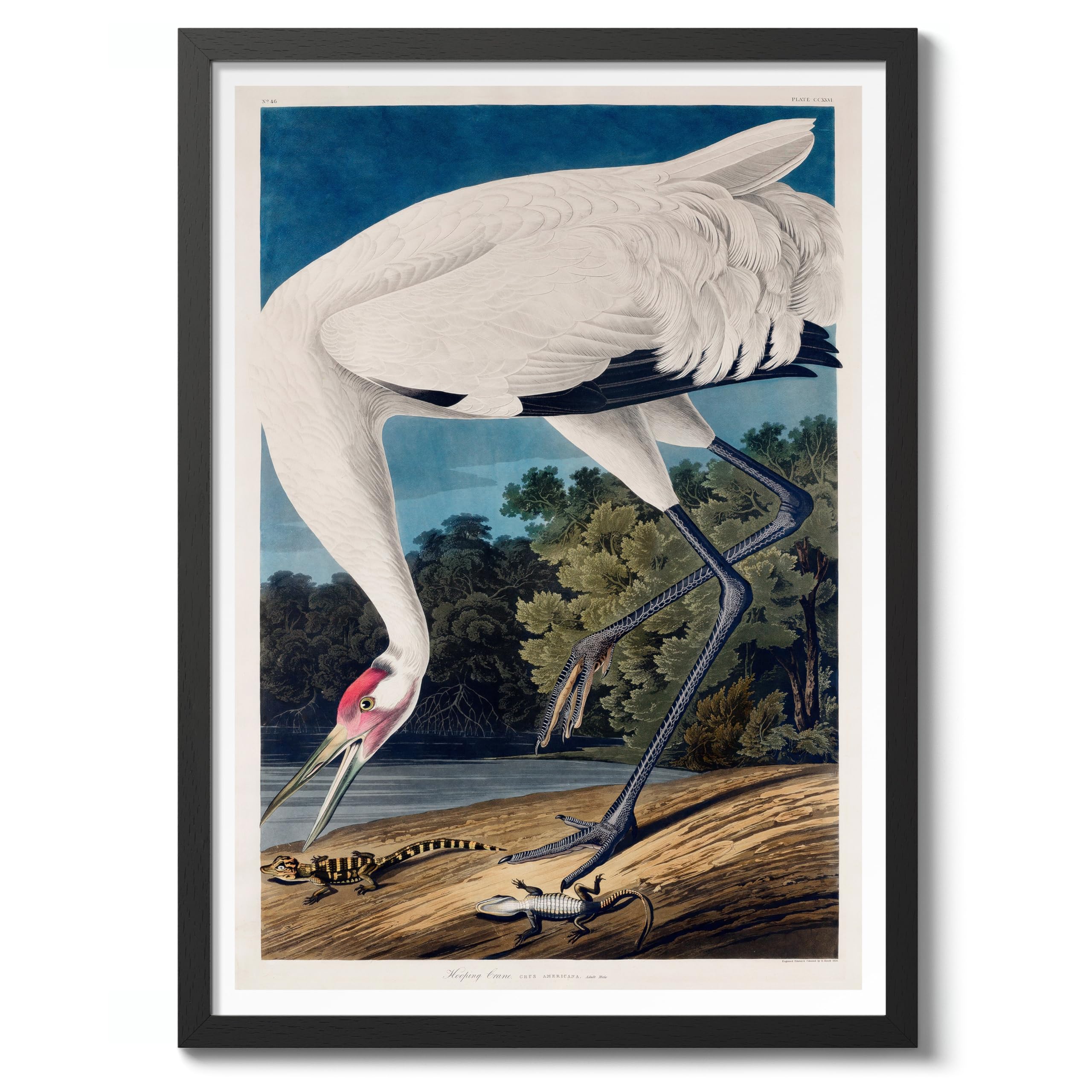 Hooping Crane Poster John James Audubon Vintage Bird Illustration Antique Print Ornithology Art, Archival Matte, A4 (Black Frame) - 29.7x21cm