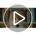 Petcube Cam – Telecamera di sicurezza Wi-Fi per animali domestici con app per telefono — immagine 9 di 11