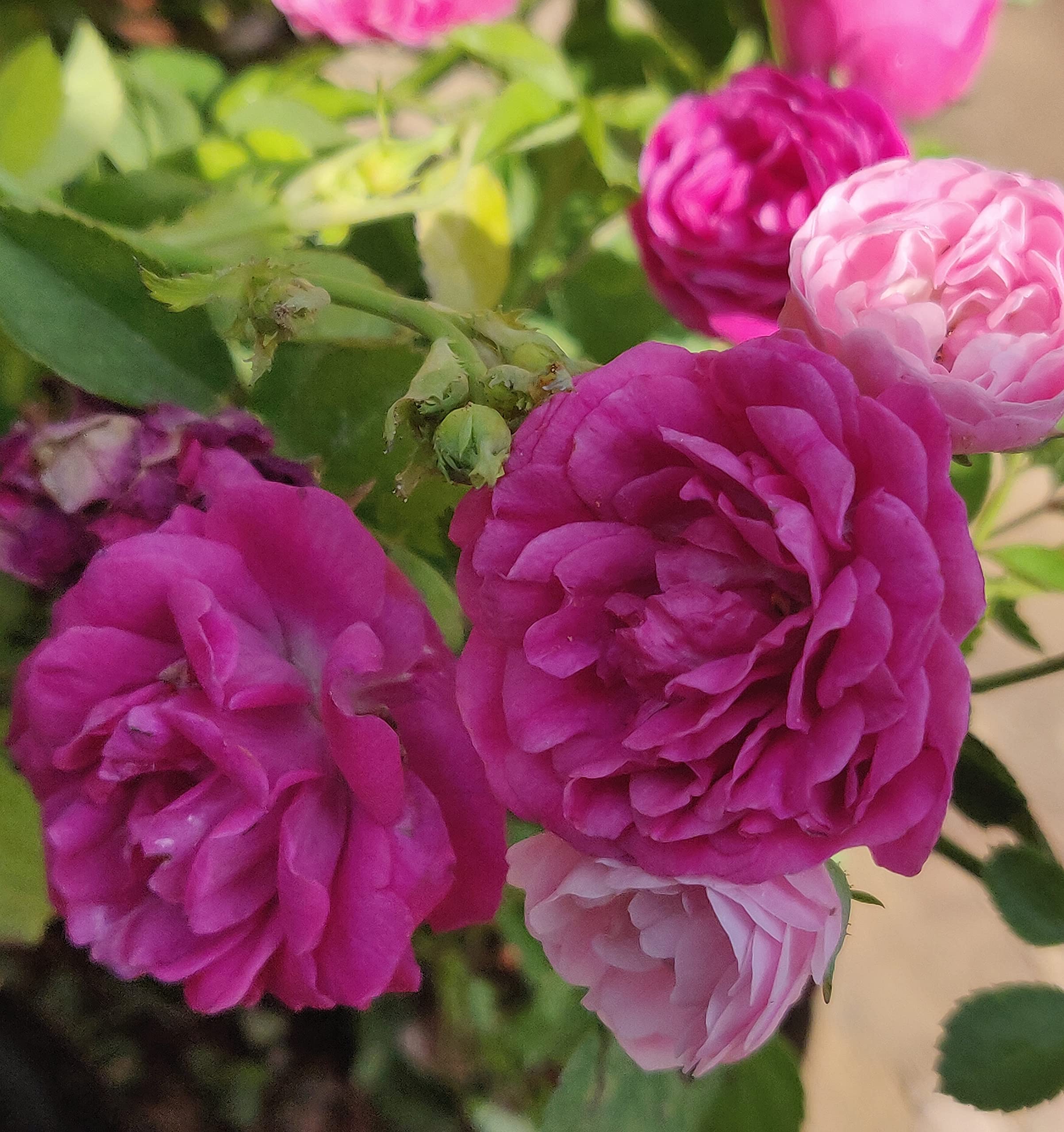 GROSS Live Red Fragrant Desi Rose Plant (Set Of 2 Plants) (B09T2PY92K) Amazon Price History, Amazon Price Tracker