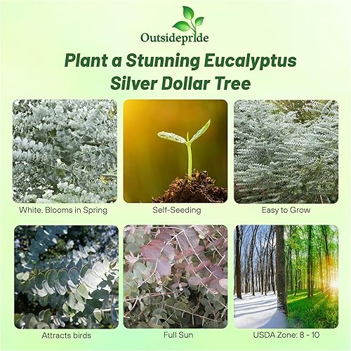 Miniatura 8 de Outsidepride Semillas aromáticas y aromáticas de eucalipto y arbusto de limón para jardín - 25 semillas