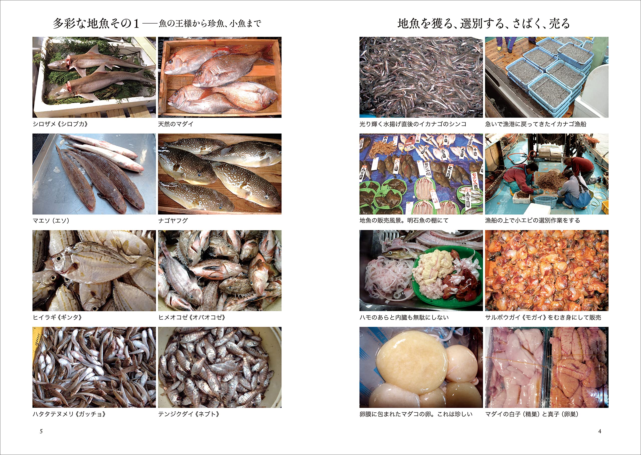 地魚の文化誌 魚食をめぐる人の営み 太田 雅士 本 通販 Amazon