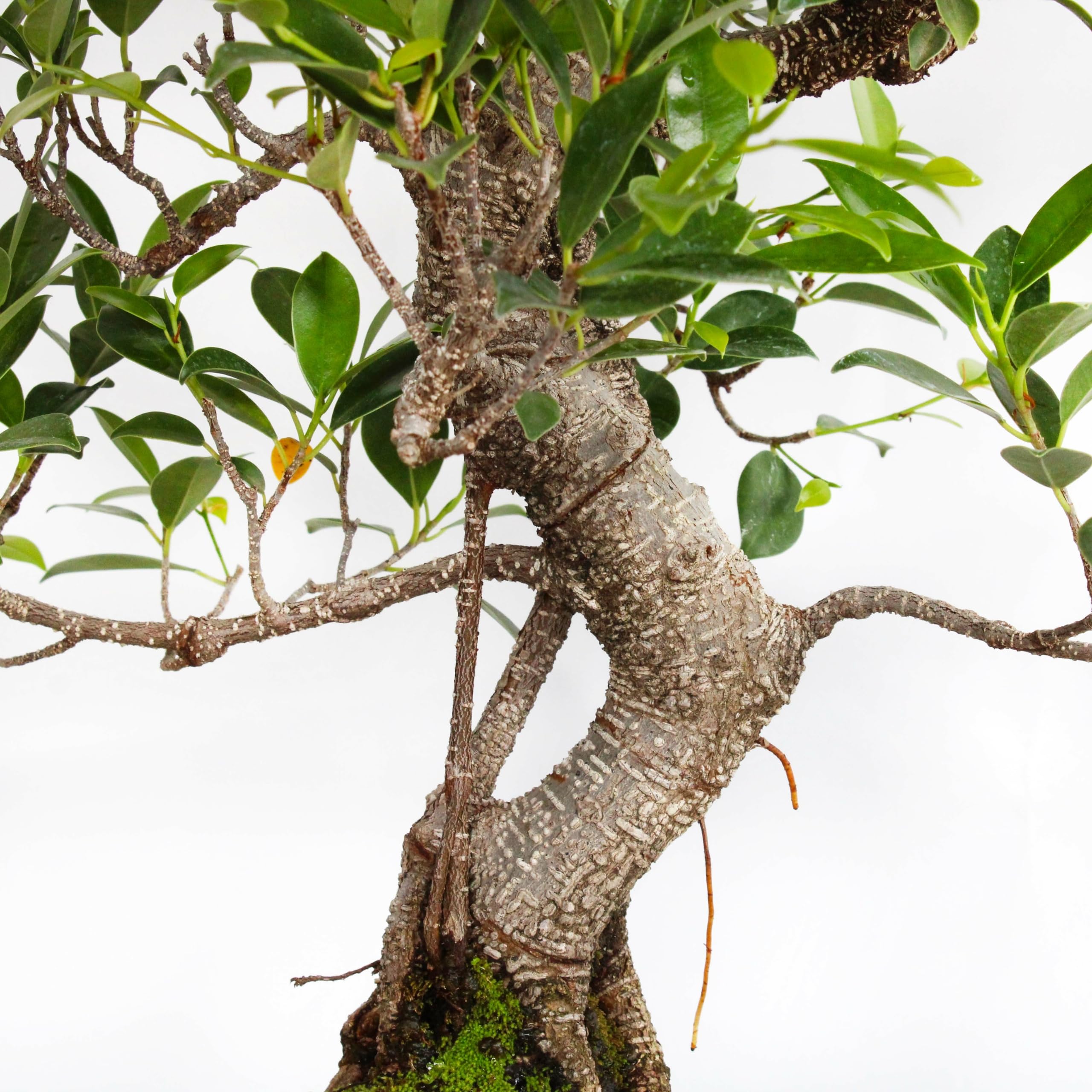 KENTIS - Bonsai Ficus Microcarpa - Piante Vere da Esterno - Vaso Artigianale in Ceramica - (Bonsai Ficus Retusa, Vaso in Ceramica 25 cm)