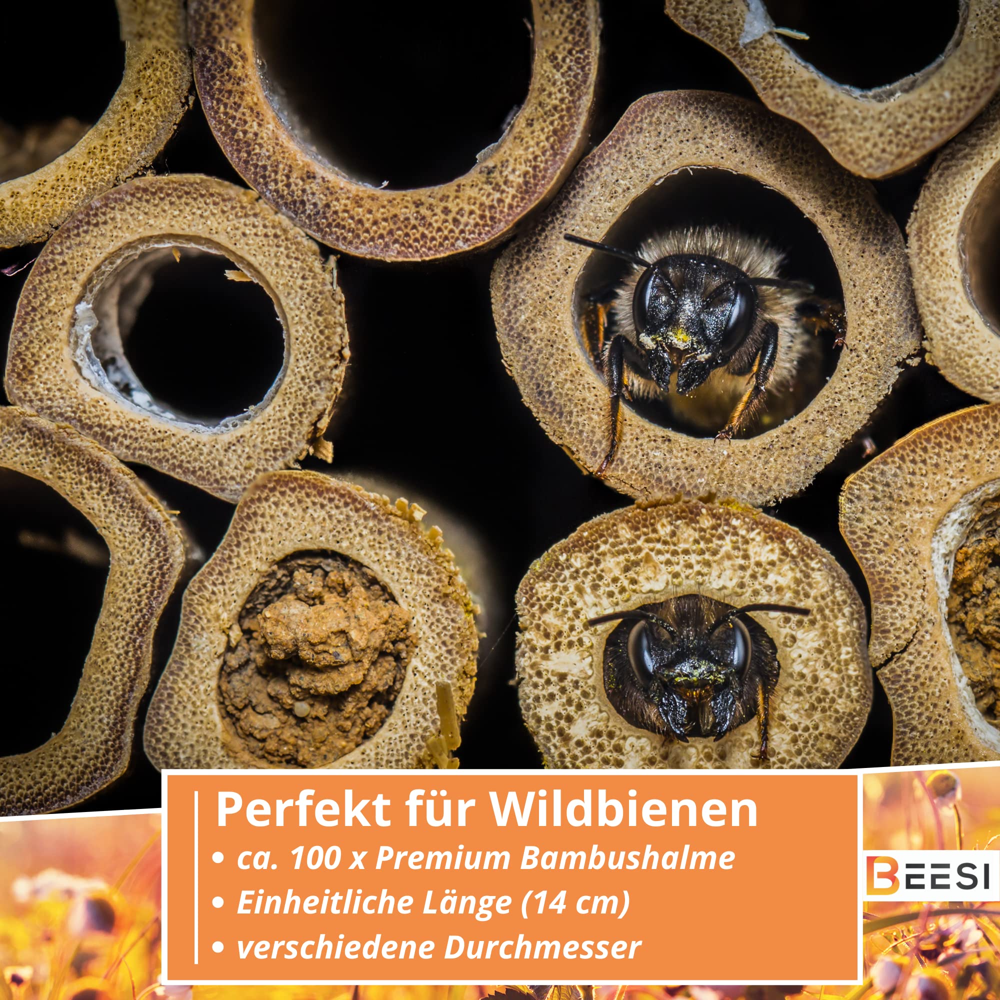 BEESI 100x Bambusrhrchen fr Wildbienen verschiedene  und 15 cm Lnge I  Nisthlsen aus Bambus fr Bienen I Nisthilfe, Zubehr, Fllmaterial fr  Insektenhotel : Amazon.de: Gewerbe, Industrie & Wissenschaft