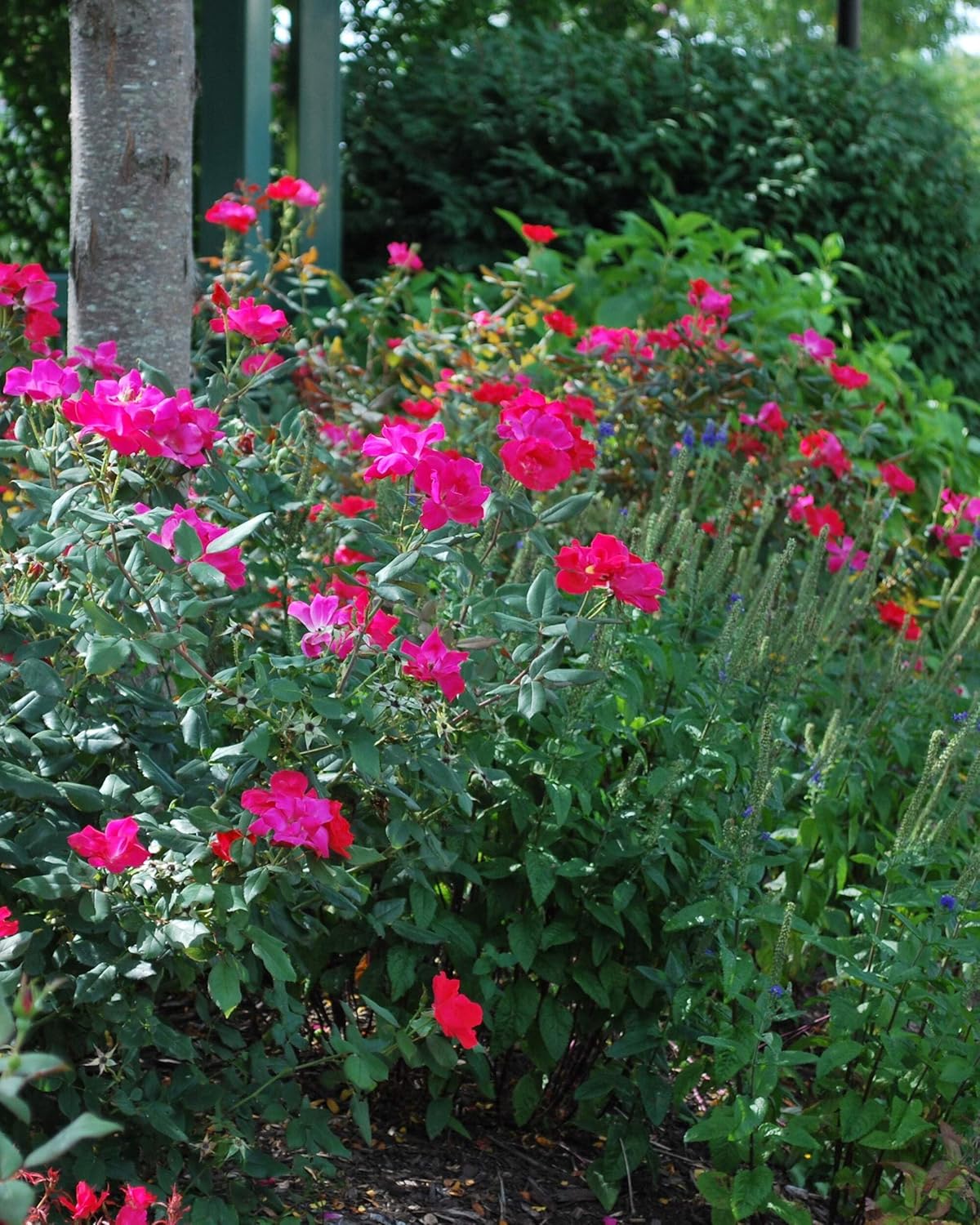 Perennial Farm Marketplace Red Knockout® Rose (Red Knockout® Rose) Flowering Shrub, Size-#3 Container, Cherry Colored Blooms