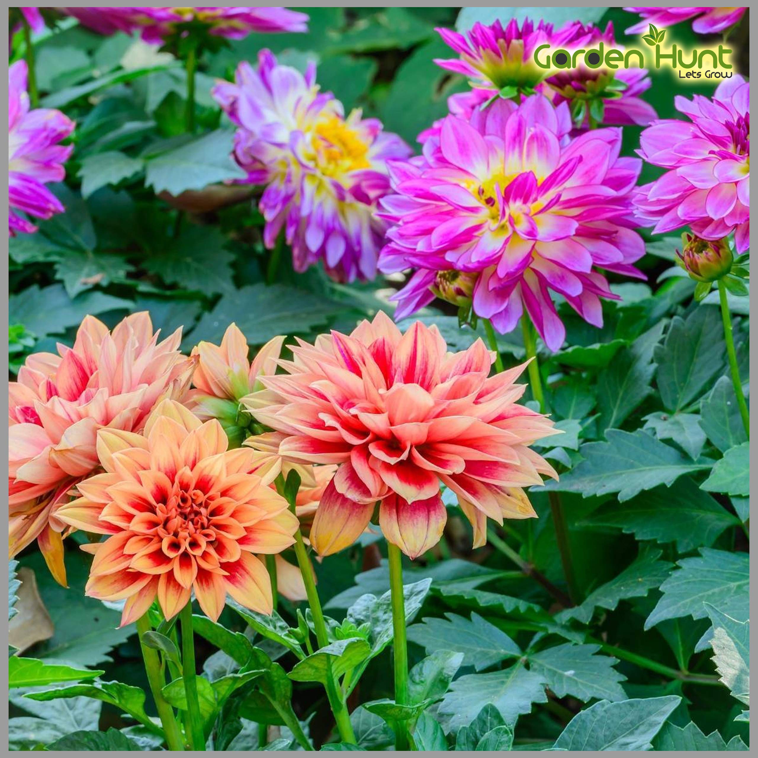 GardenHunt Dahlia Mixed Color (Double) Flower Seeds (Pack of 50 Seeds) - GardenHunt (B089S14NFW) Amazon Price History, Amazon Price Tracker