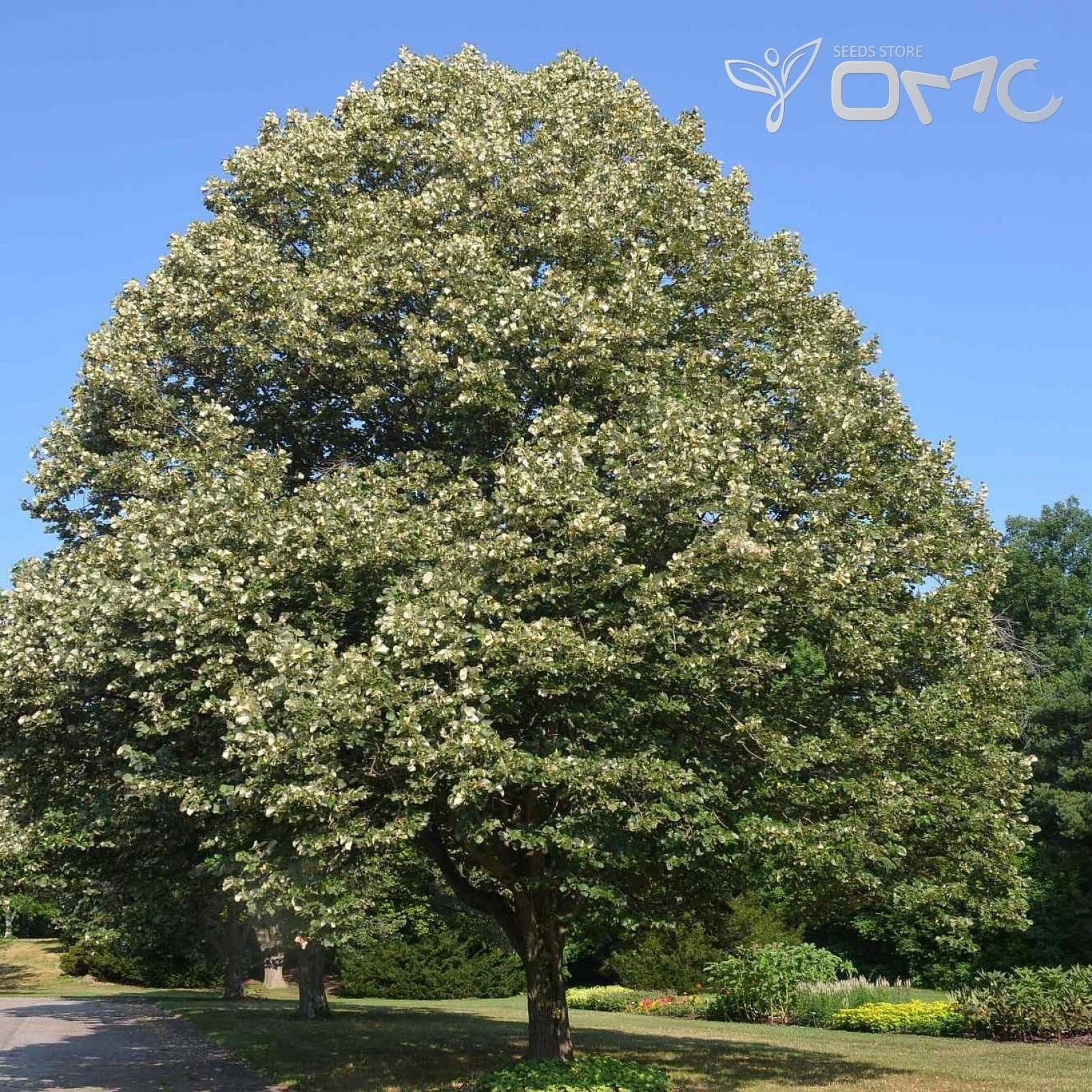 (20 seeds) Tilia Tomentosa / Silver Linden / Silver Lime