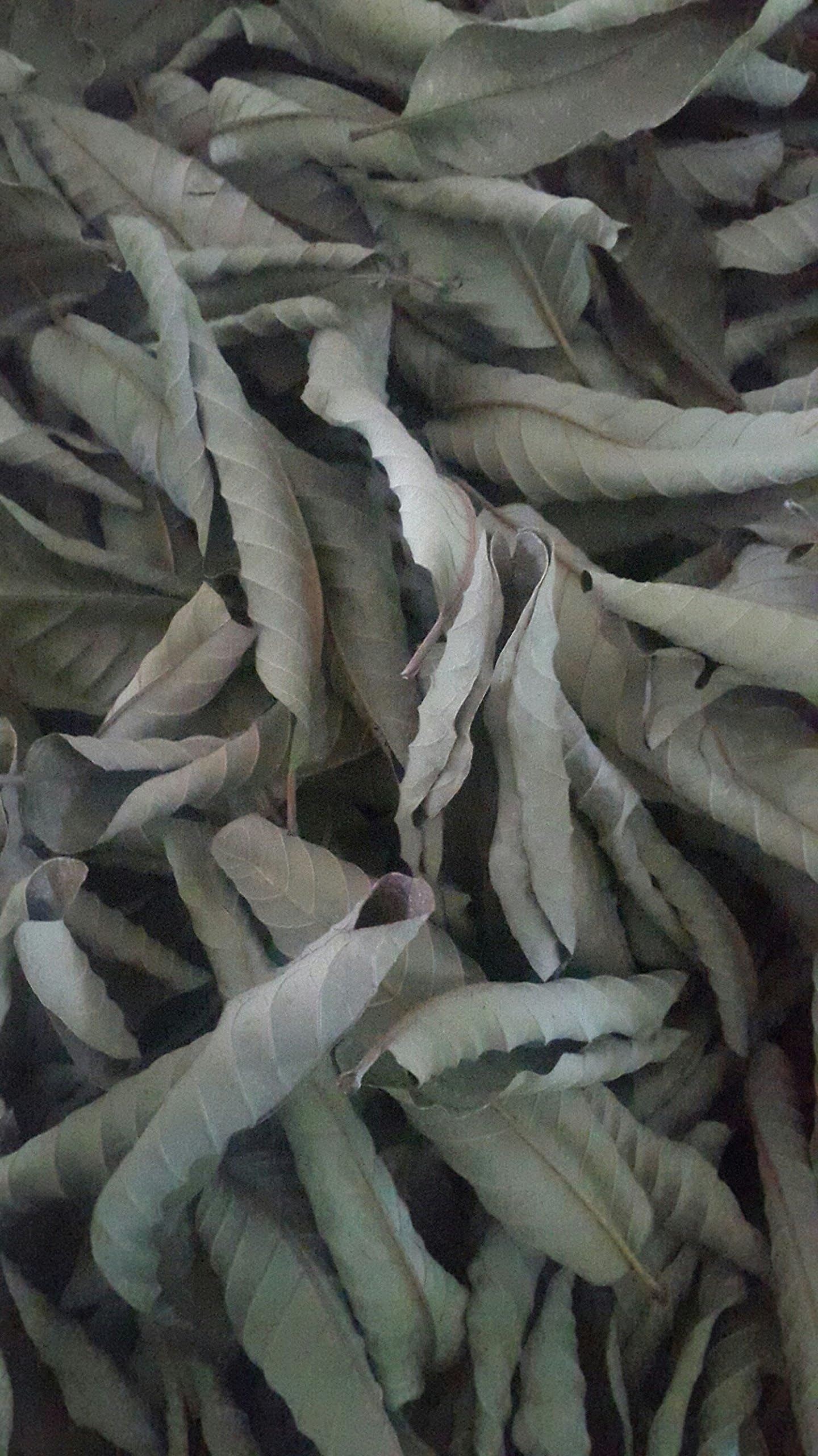 FINFAST Guava Leaves (Psidium Guajava) (200 Grams)