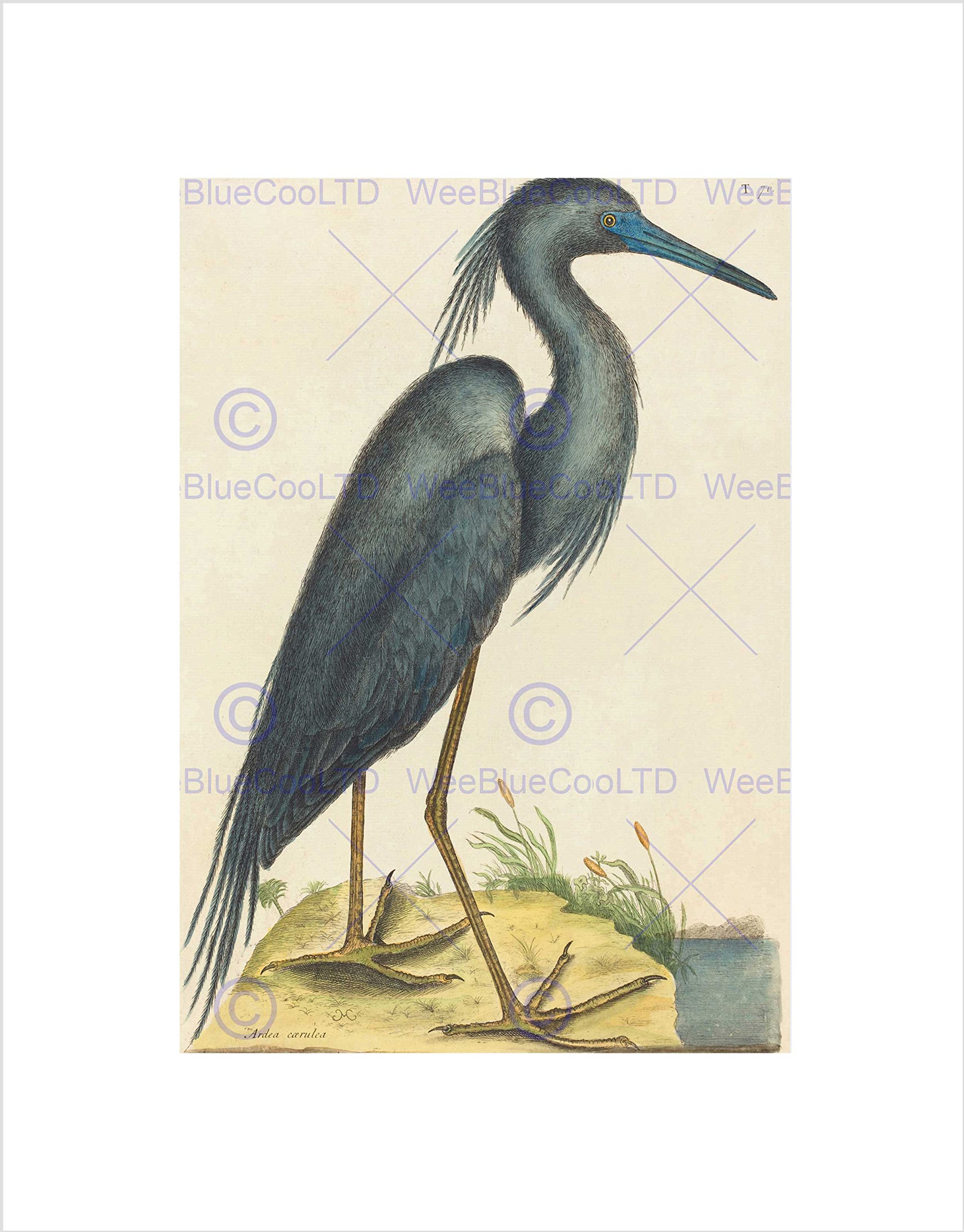 Wee Blue Coo Mark Catesby English Blue Heron Picture Wall Art Print