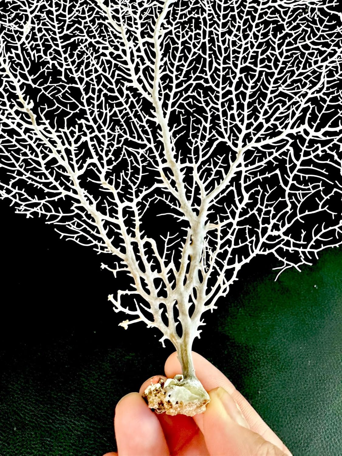 White Natural Real Dried Ocean Sea Fan Coral Pieces 7–20 Inch – Coastal Home Decor, Beach House Decoration, Coastal Wall Art & Beach Wedding Supplies (14-16 Inch)