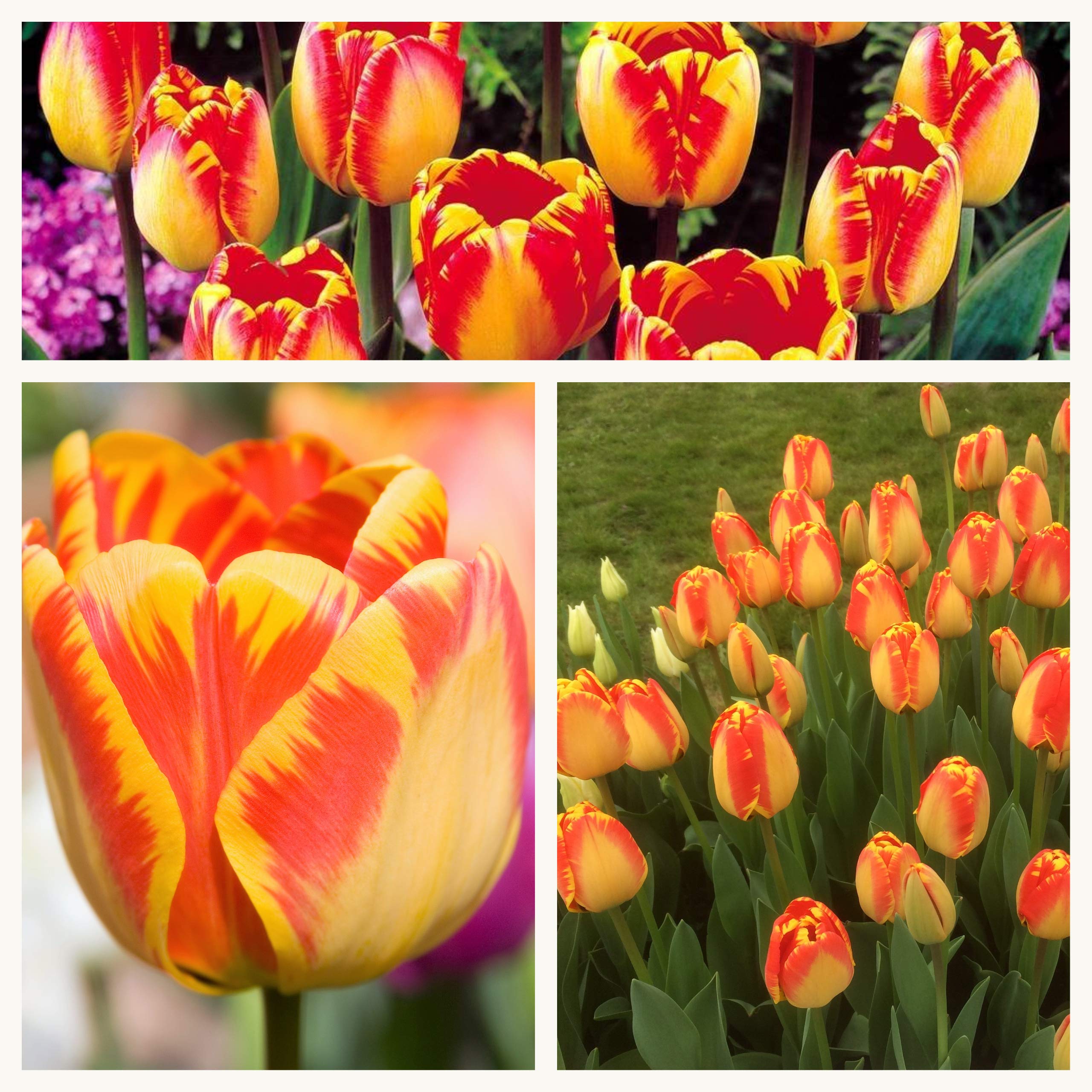 Darwin Tulip Banja Luka Flower Bulbs Size 10/11 (10)