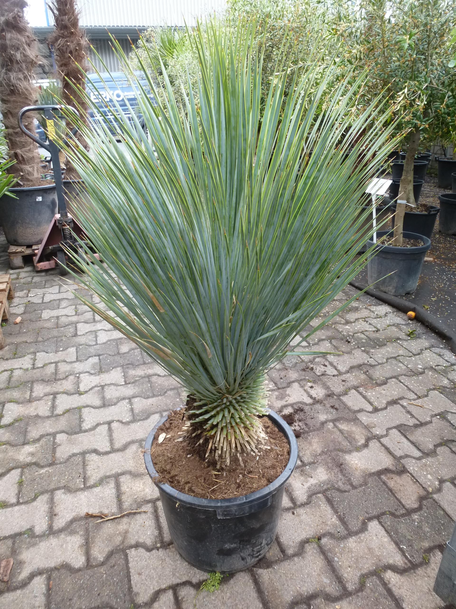 [Palmenlager] XL Yucca rostrata 100 cm - Stamm 20/30 cm - Winterharte Palme -