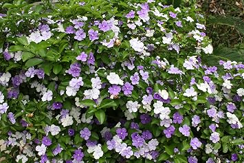 5 Seeds Brunfelsia pauciflora Floribunda Large Plant Variety Yesterday Today and Tomorrow Seeds Tropical Flower 3 Colors One Plant