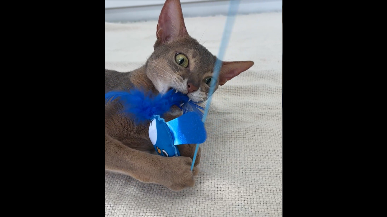 Amazon.co.jp: ペティオ (Petio) 猫用おもちゃ 大好きブルーの
