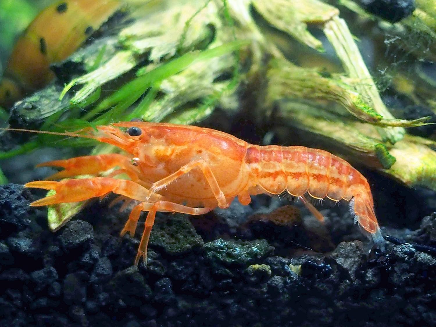 Aquatic Arts - CPO Crayfish (Male/Female Pair) - Live Freshwater Aquarium Lobster/Crawfish/Crawdad/Real Living Nano Fish Tank Pet