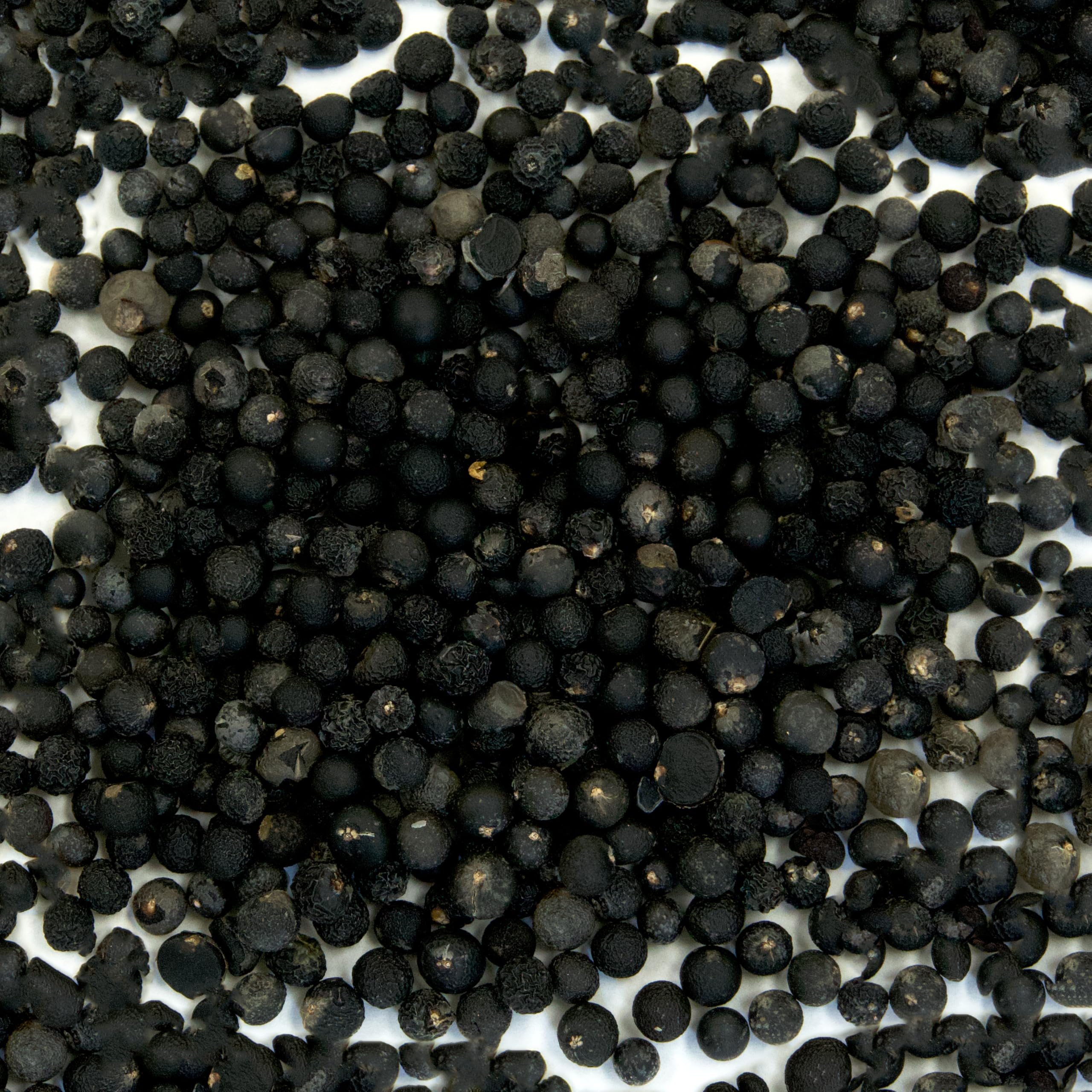 Amazon.com : Frozen Seed Capsules Foxtail Fern Seeds (Asparagus
