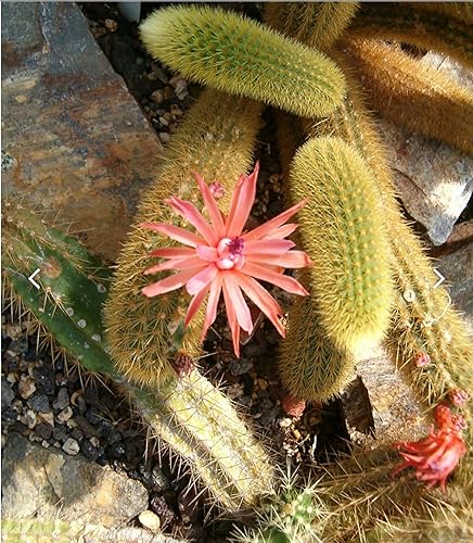Miniatura 7 de Cactus de cola de mono de 4 pulgadas (Cleistocactus Colademonis) - Fácil de cultivar en interioresexteriores, luz solar indirecta. Suelo bien