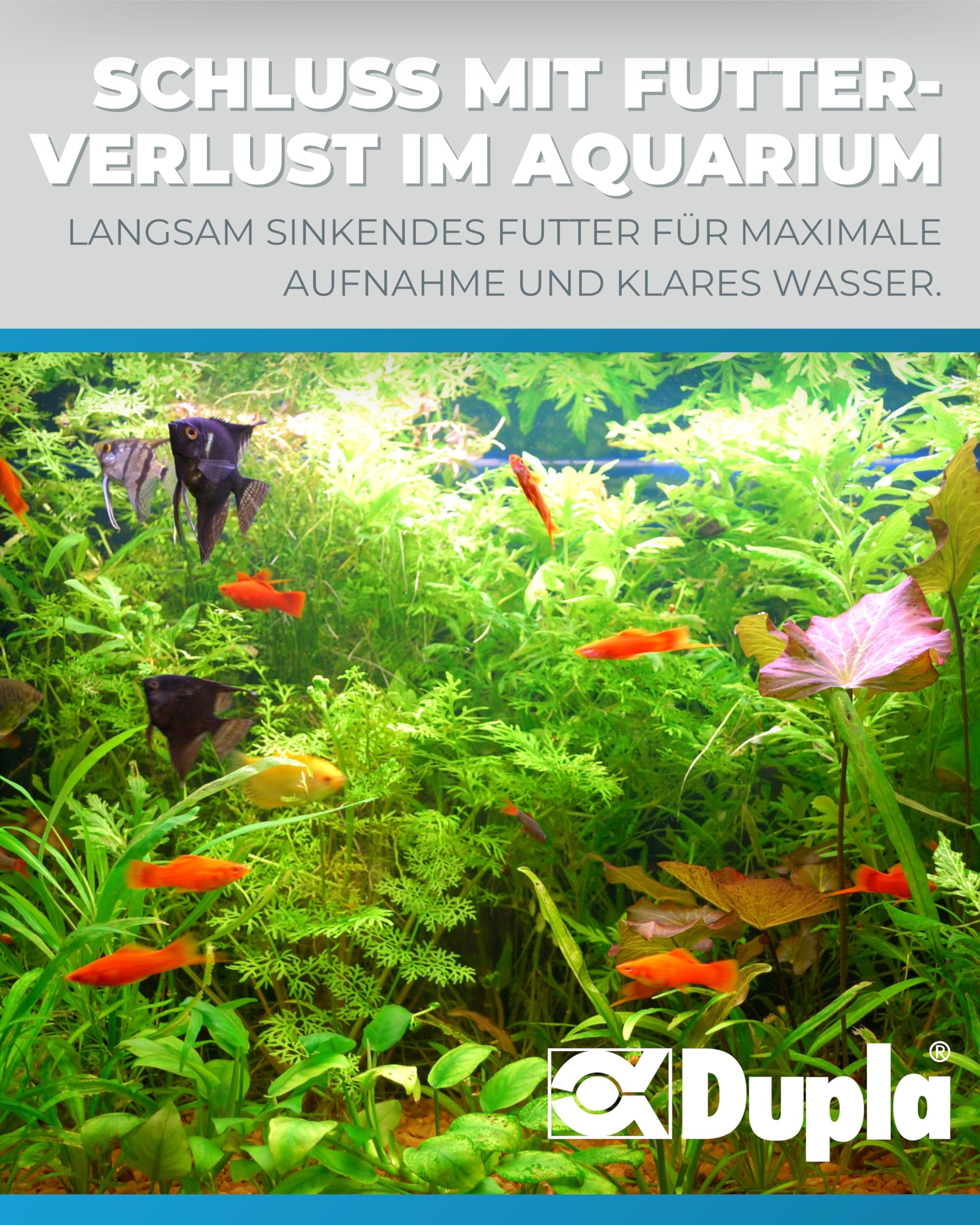 Dupla Gel-o-Juice Artemia Micro I 500 ml I flüssiges Zooplankton-Konzentrat mit dekapsulierten Artemia I für gutes Fischwachstum und gesunde Korallen I nährstoffreiches Fischfutter