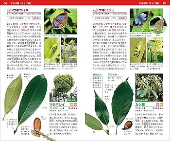 【中古】 甲虫とつきあう本 図解ハンドブック/ＪＴＢパブリッシング/平野幸彦 中古】 甲虫とつきあう本 図解ハンドブック/JTB