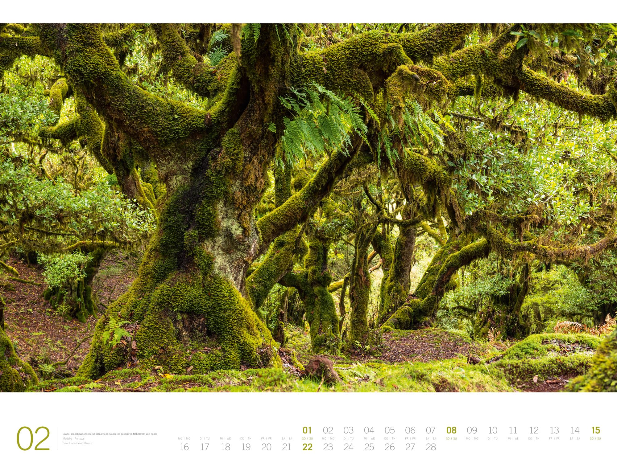 Wald Gallery Kalender 2026 | Geschmackvoller Natur-Kalender im großen Querformat (66x50 cm) | Wälder und Bäume im Großformat
