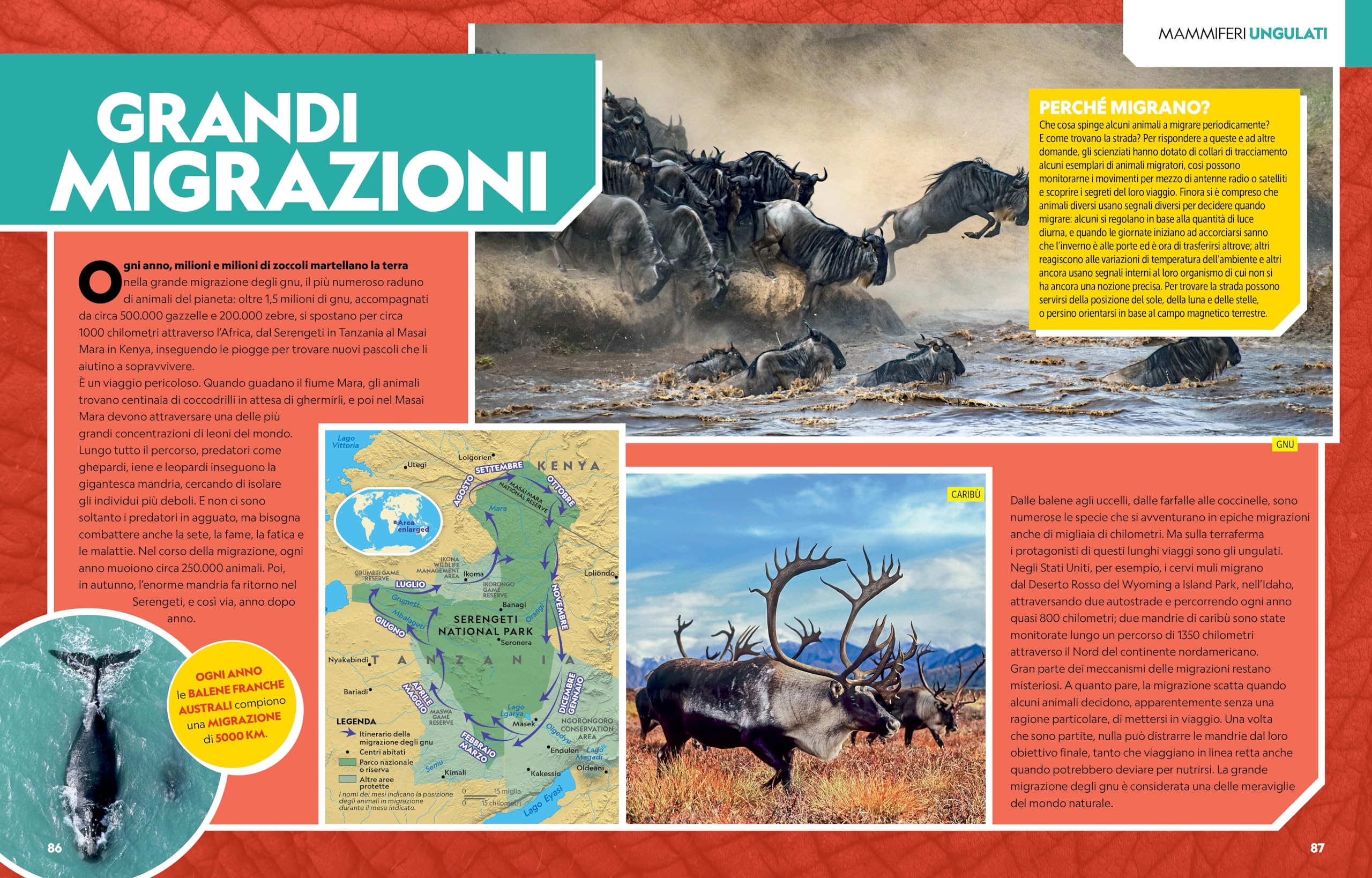 La grande enciclopedia dei mammiferi. Il più completo manuale sui mammiferi mai realizzato. Ediz. a colori