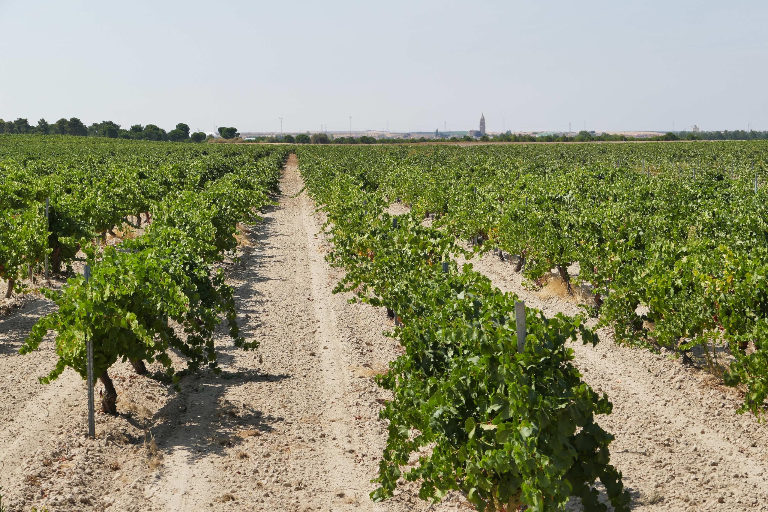 Protos Sauvignon Blanc, Vino Blanco D.O. Rueda, Crianza sobre Lías, Estuche 2 Botellas