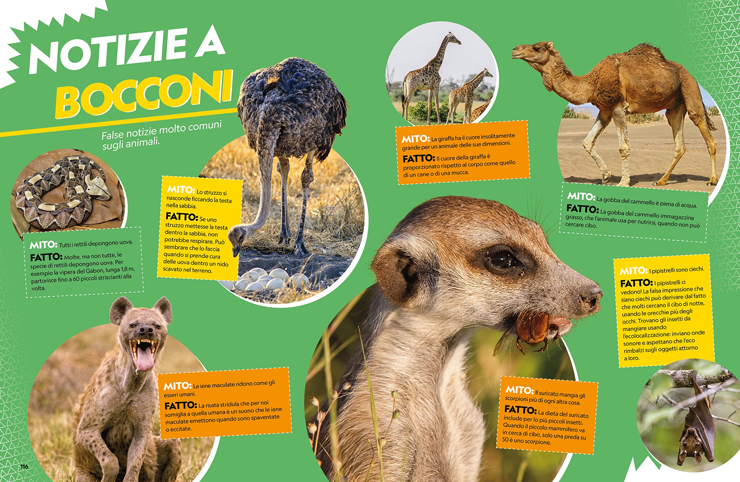 Il grande libro degli animali dell'Africa. Ediz. a colori