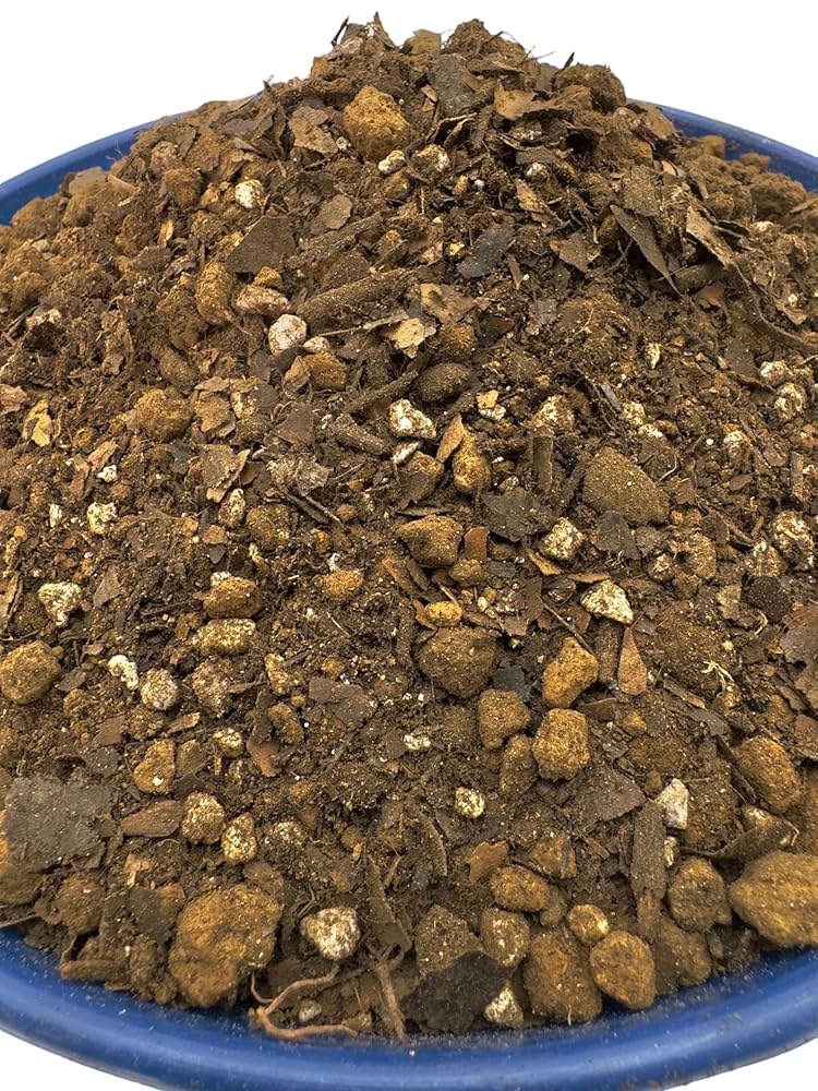 菊水 大型タイプ 実生 扁平 (親株約15cm) 鉢植えメルカリ便送料込み 菊水 大型タイプ 実生 扁平 (親株約15cm) 鉢植えメルカリ便送料