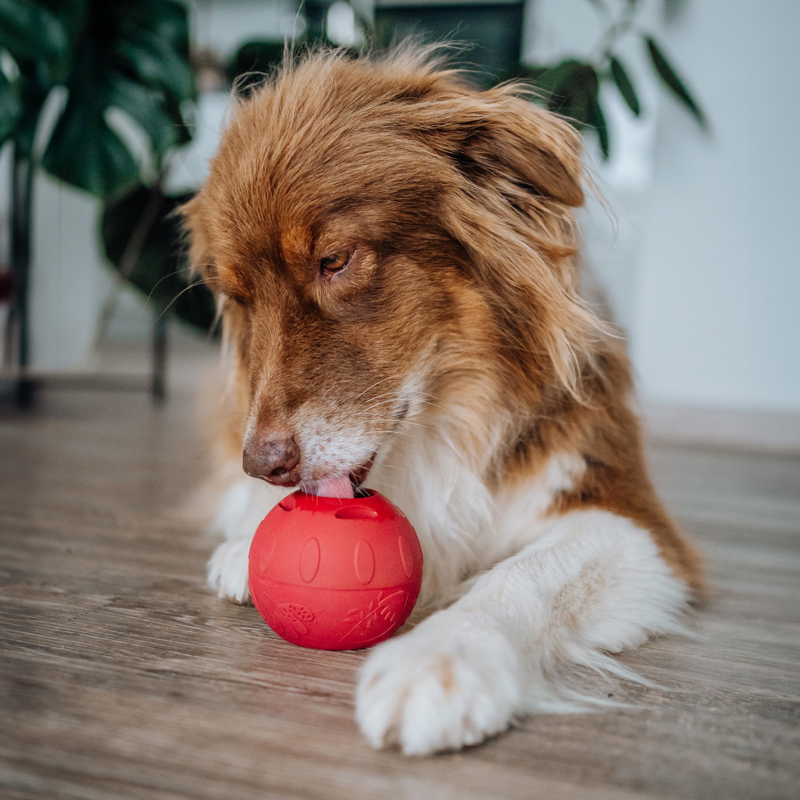 SmoothieDog Schleckball-Set + 1 Schleckball - Schleckball für Hunde, Snackball, für Mehrhundehaushalte, zur Beschäftigung, bpa frei, robust, befüllbar, zum einfrieren, spülmaschinenfest