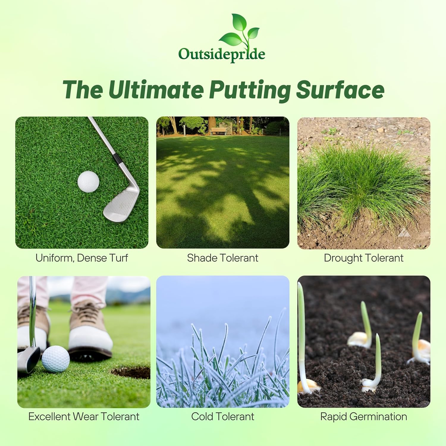 Outsidepride True Putt Perennial Creeping Bluegrass Seed - 1 Lb. Shade-Tolerant Bluegrass for Golf Courses & Home Putting Greens - Ideal for Dense, Fine-Textured Lush Turf in Low-Light Areas