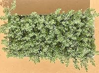 Vista 2 de Blue Pacific Shore Juniper 2 plantas vivas de tamaño galón Juniperus Conferta Evergreen resistente al frío tolerante a la sequía