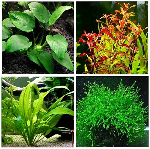 4 Types of Easy/Beginner Live Aquarium Plants - Anubias +