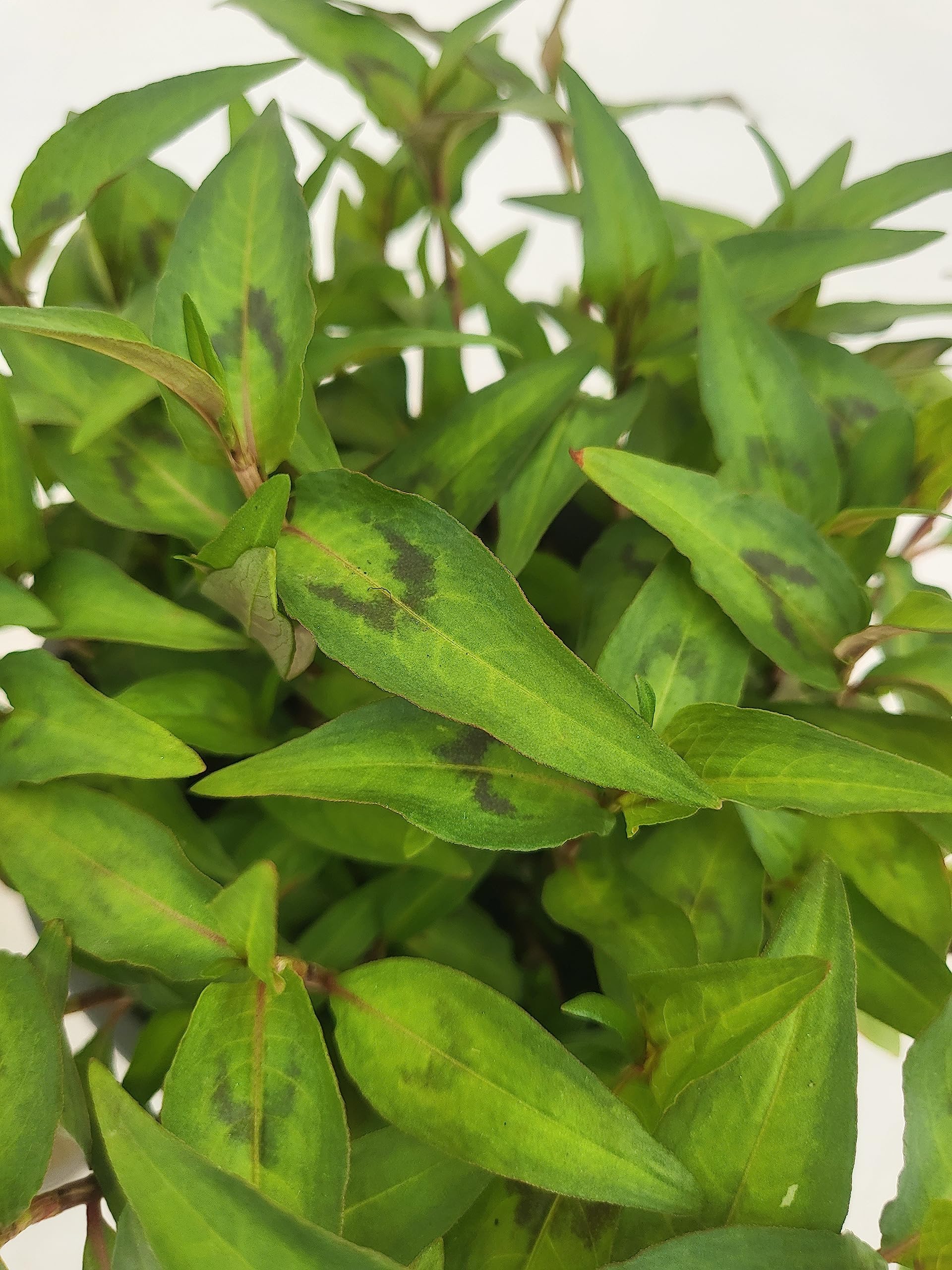 POWERS TO FLOWERS - PERSICARIA ODORATA BIO, CORIANDOLO DEL VIETNAM, 3 PIANTE, VASO 14cm, piante vere