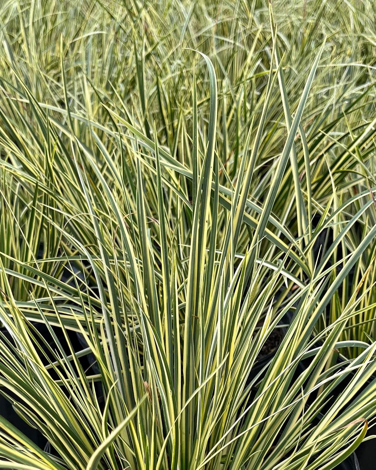 Perennial Farm Marketplace Acorus g. 'Variegatus' (Variegated Japanese Sweet Flag) Ornamental Grass, Size-Quart, Green/White Foliage