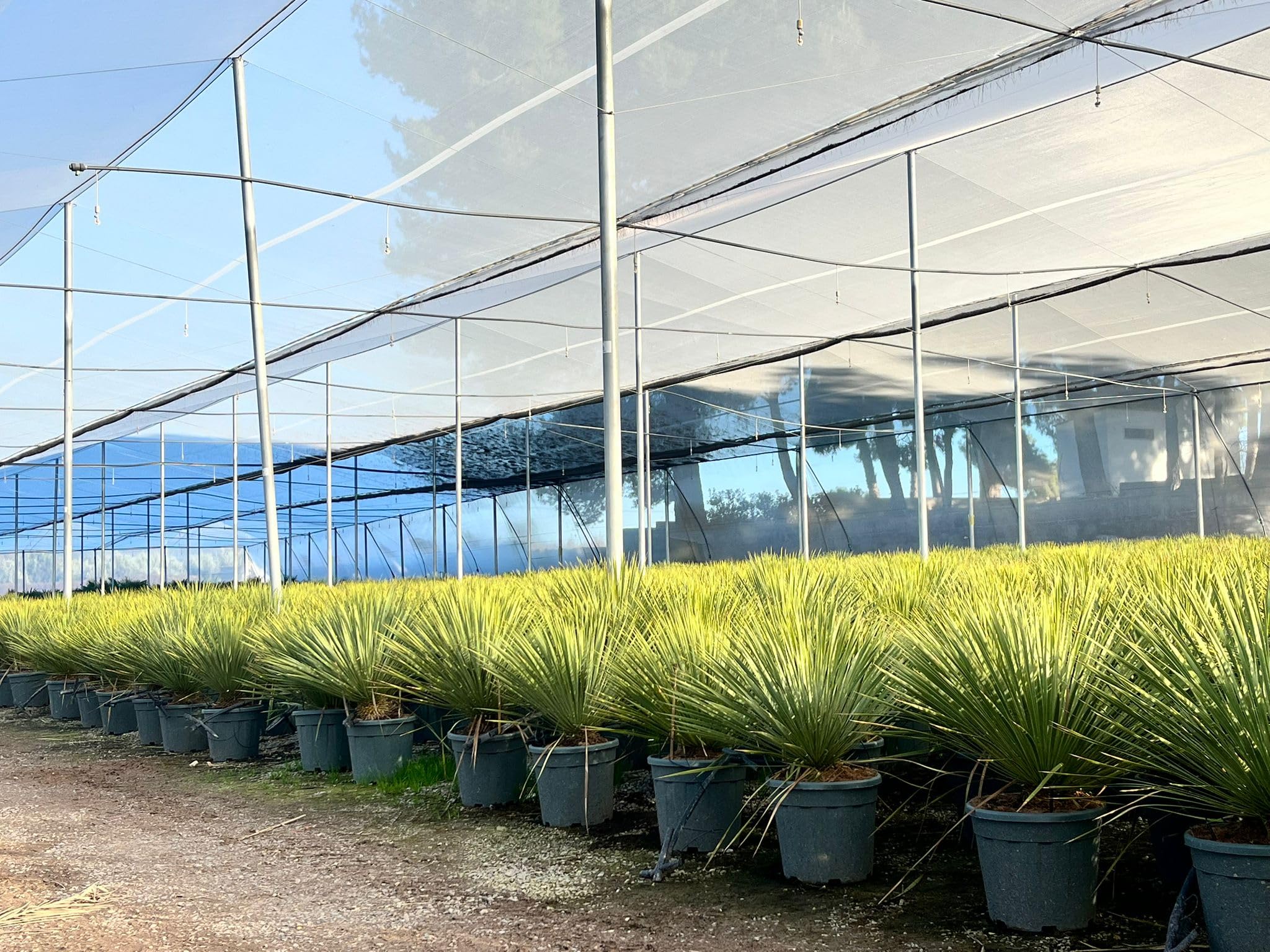 Sunny Tree - Yucca Rostrata - Palme - Stammhöhe 15/20 cm - 100 cm - Winterhart- Palmlilie