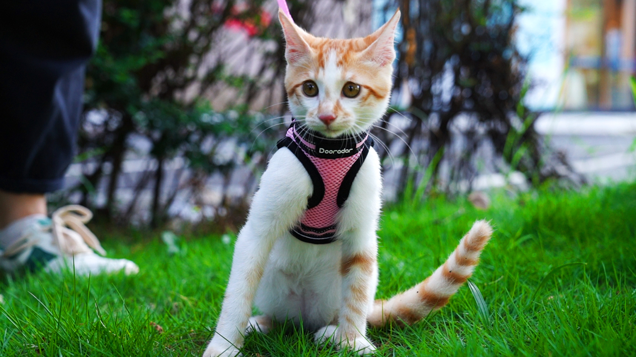 Dooradar Cat Harness and Leash, Adjustable Step-in Escape Proof Kitten Harness with Reflective Strip, Soft Breathable… - Image 7