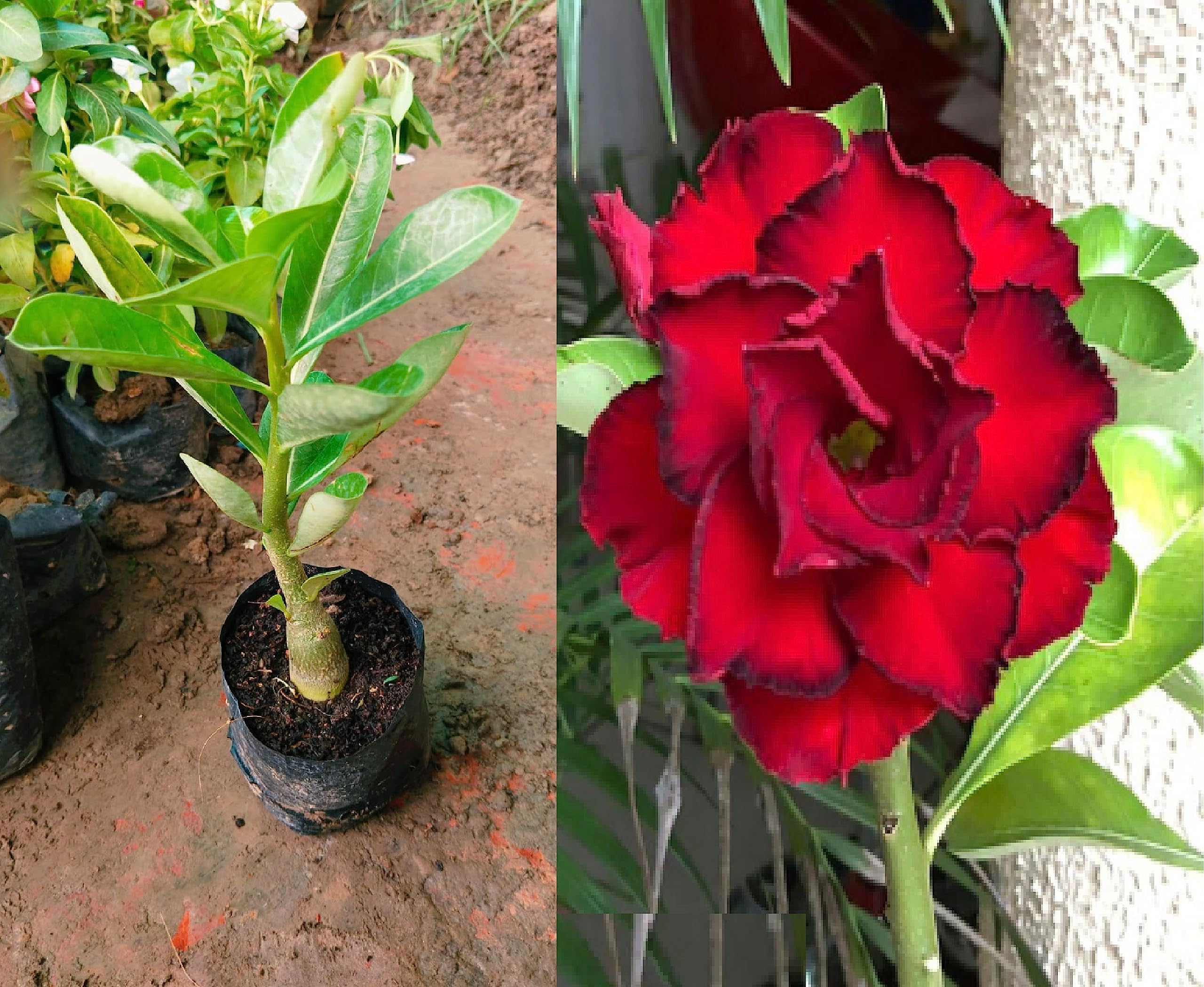 Oxiflora"Bonsai Live Plant Desert Adenium (Red Colour) Flower-1 Healthy Live Decorative Flowering Plant in Nursery Grow Bag for Home Garden (B0C7P9G31R) Amazon Price History, Amazon Price Tracker
