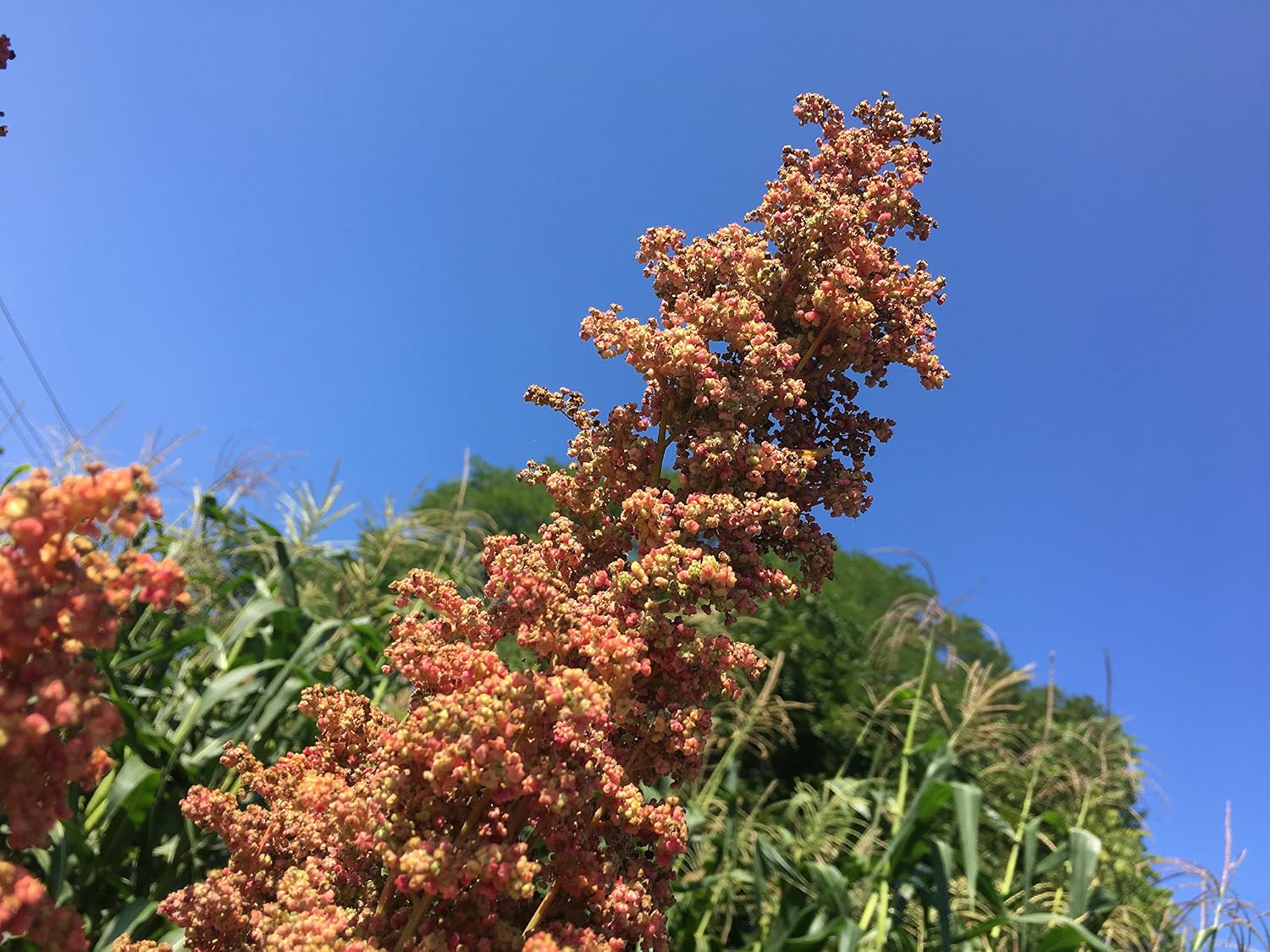 Redhead Quinoa Premium Seeds for Planting Packet
