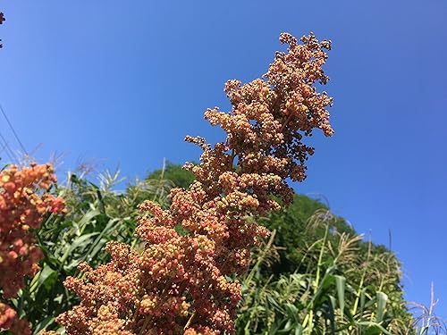 Paquete de semillas prémium de quinua pelirroja para plantar