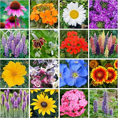 Miniatura 5 de Semillas de flores silvestres - Semillas de flores perennes mezcladas para plantar en cualquier lugar, por Geva Grow  12 semillas de flores