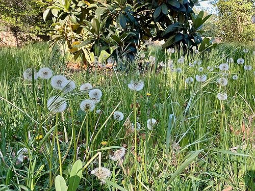 Miniatura 3 de True Wild - Semillas de diente de león (Taraxacum officinale), paquete de 50, sin OMG, polinizadas abiertas, sin tratar, semillas vegetales para