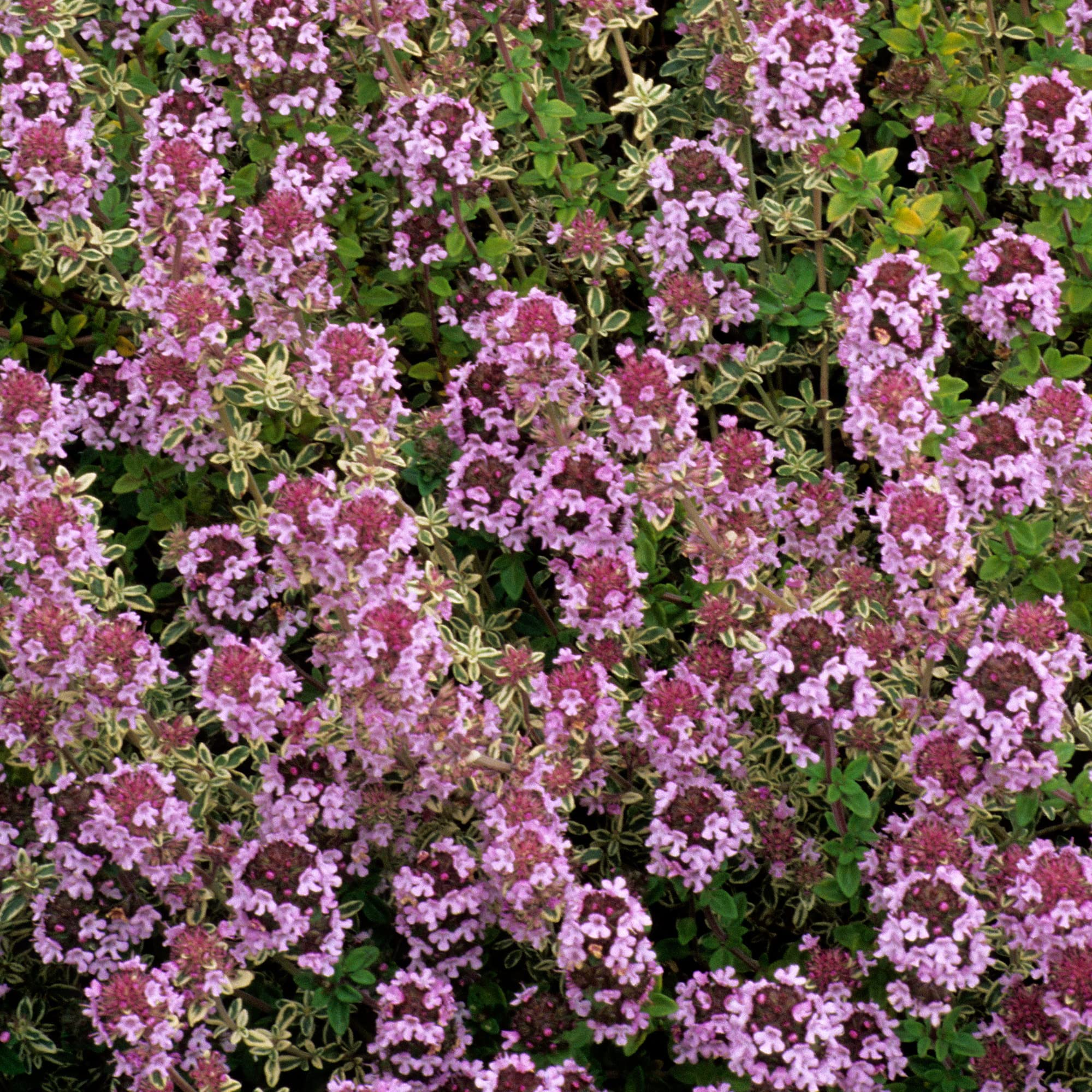 Thyme Silver Posie Plant - Cooking Herb - Evergreen Perennial Outdoor Culinary Kitchen Garden Plant with Edible Aromatic Leaves - Grow Your Own Fresh Cooking Herbs (8cm Pot, 5-15cm)